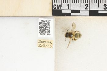 Media type: image;   Entomology 771570 Aspect: Labels